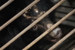 China, covid-19, bear bile touted as a potent coronavirus treatment by china, Chinese people