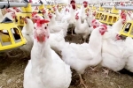 Bird flu new outbreak, Bird flu USA outbreak, bird flu outbreak in the usa triggers doubts, Work
