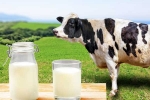 Cow Milk Protein news, Cow Milk Protein updates, can cow milk protein lead to type 1 diabetes, Tribute
