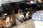 Dog Meat South Korea breaking news, Dog Meat South Korea latest, consuming dog meat is a right of consumer choice, South korea