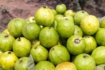 Guava, Guava bad for which people, who should be careful with guava, Digestive issues