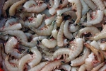 fishing practices, Indian shrimp ban, indian shrimp faces threat of ban in u s, Cmf