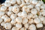 Garlic Vs Mosquito Repellent experts, Garlic Vs Mosquito Repellent myth, is garlic a mosquito repellent, Usa