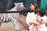 Klin Kaara celebrations, Klin Kaara, klin kaara meets her namesake tigress on second birthday, Henna