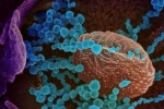 Coronavirus, Lambda variant serious, all about the new lambda variant of coronavirus and its symptoms, Chile