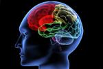 Brain: Use it or lose it, protein essential for building memories, brain use it or lose it, Npt