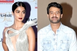 Pooja Hegde updates, Pooja Hegde, pooja hegde all set to romance prabhas, Duvvada jagannadham Pooja Hegde updates, Pooja Hegde, pooja hegde all set to romance prabhas, Duvvada jagannadham