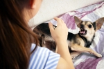 Rabies bites, Rabies medicines, why is rabies deadly what to do after a bite, Vaccination