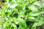 Stevia for sugar, Stevia for health, is consuming stevia bad for blood sugar levels, High blood pressure