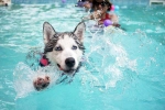 Dog Fitness research, Dog Fitness suggestions, how can swimming boost your dog s fitness, Workout