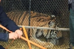 tiger in texas warehouse, Texas Man, texas man goes into abandoned warehouse to smoke a joint finds tiger instead, Houston police