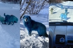 Russia, viral, bright blue stray dogs found in russia, Blue dogs