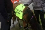 blind man, UK, indian origin man with eye condition to get guide horse in uk, North west