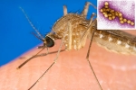 West Nile Virus breaking updates, West Nile Virus health, russia warns of west nile virus, West nile virus