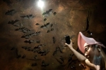 Wuhan CDC research details, Wuhan CDC scientists, a sensational video of scientists of wuhan cdc collecting samples in bat caves, Wuhan cdc news