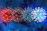 C.1.2 variant breaking news, C.1.2 variant traced, latest coronavirus variant evades vaccine protection, New covid variant